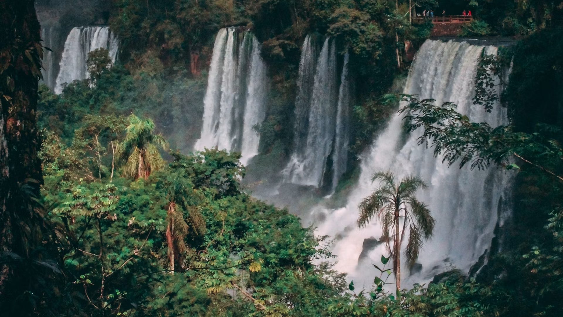 Bosque tropical y biodiversidad en Latinoamérica